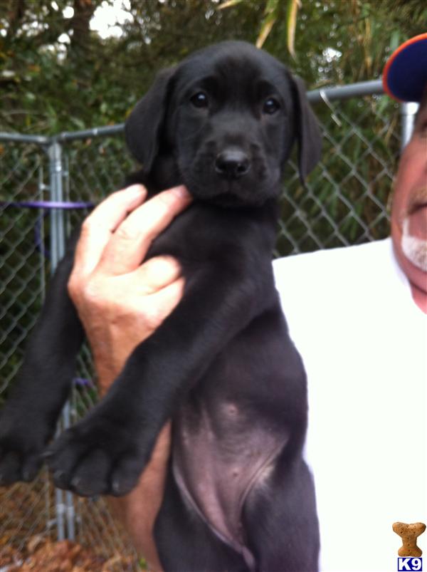 Puppies in FL