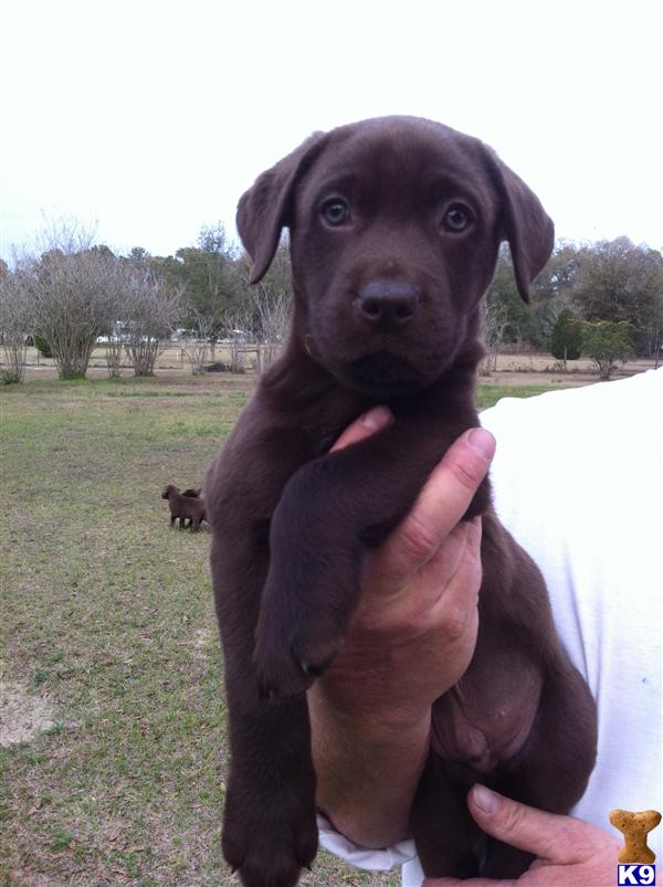 Labrador Retriever Puppies