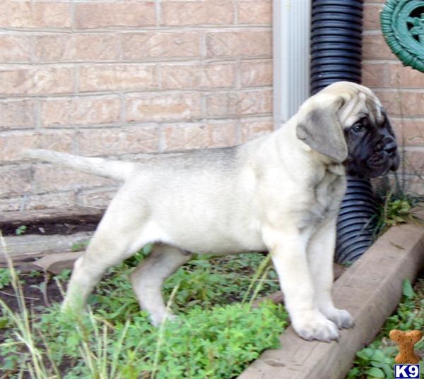 Bullmastiff Puppies