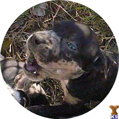 Catahoula Puppies for Sale