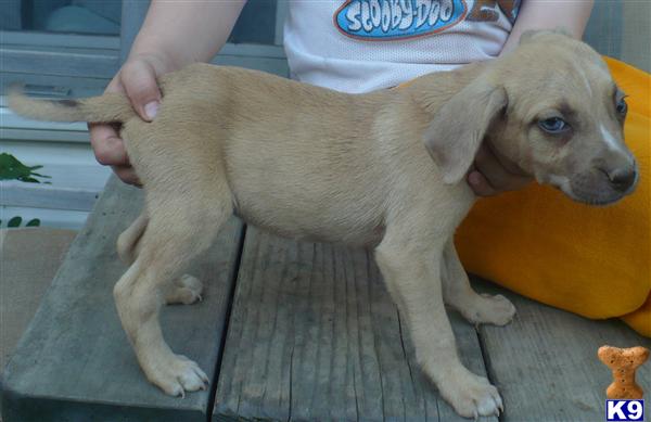 Catahoula Puppies in WI