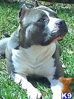 Stud Dogs - American Pit Bull