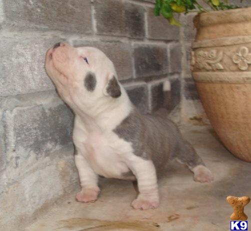 Stud Dogs - American Pit Bull