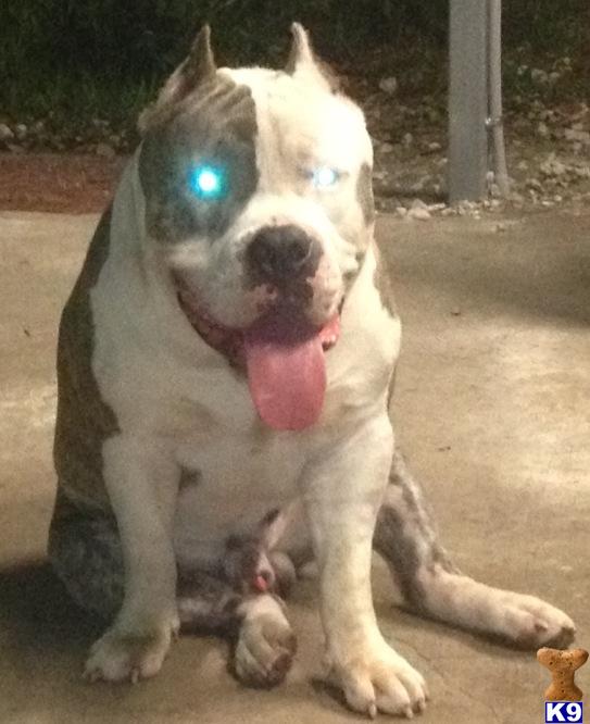 king gotti pitbull puppies for sale american pit bull puppy for sale king gotti grand 5 years king gotti pitbull puppies for sale american pit bull puppy for sale king gotti grand 5 years