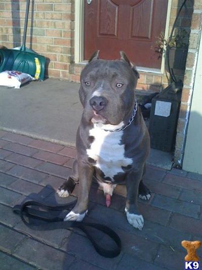 Stud Dogs in PA