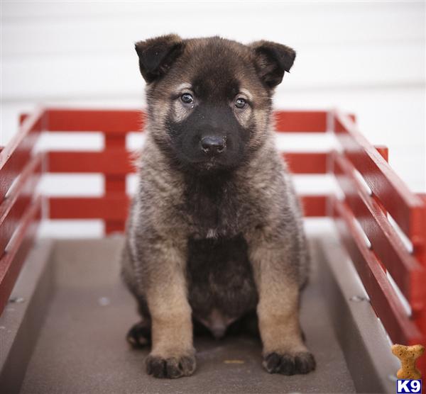 German Shepherd Puppies in PA