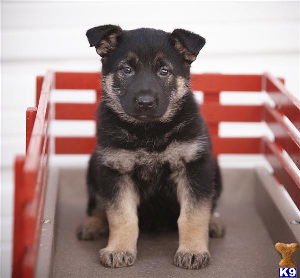 German Shepherd Puppies in PA
