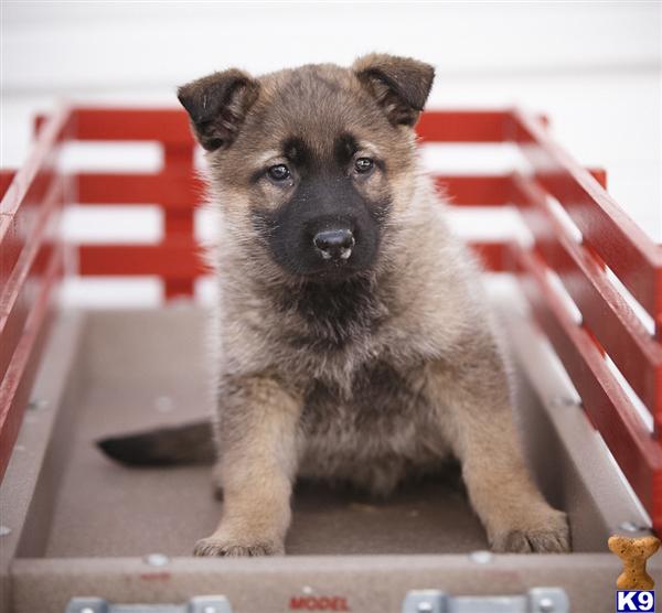 German Shepherd Puppies in PA