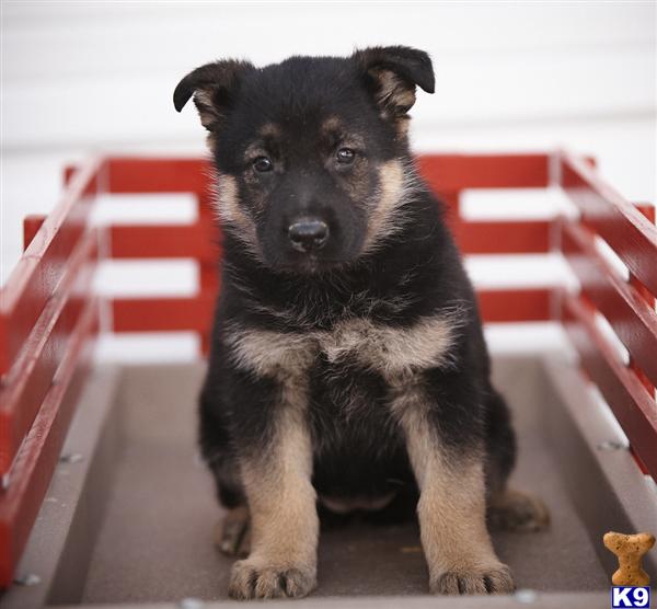 German Shepherd Puppies in PA