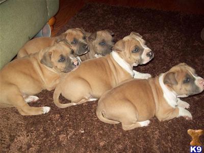 American Staffordshire Terrier Puppies for Sale
