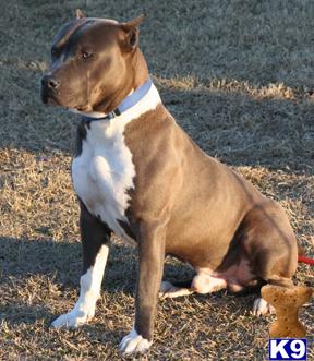 Stud Dogs - American Staffordshire Terrier