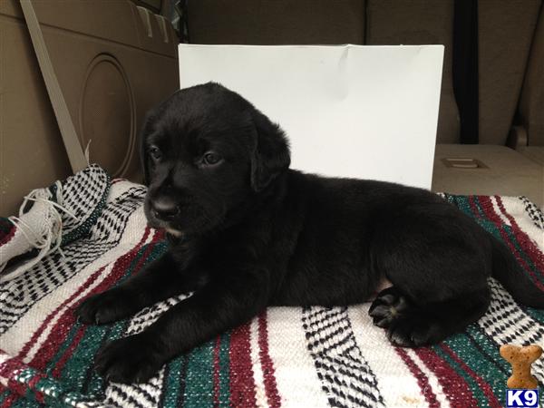 Puppies in FL