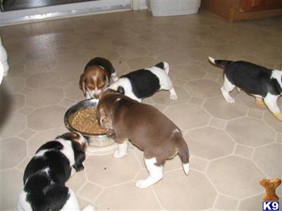 Puppies in ASHLAND