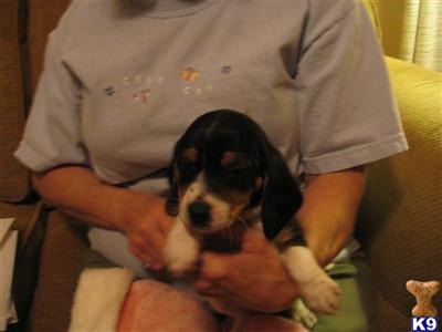 Puppies in ASHLAND