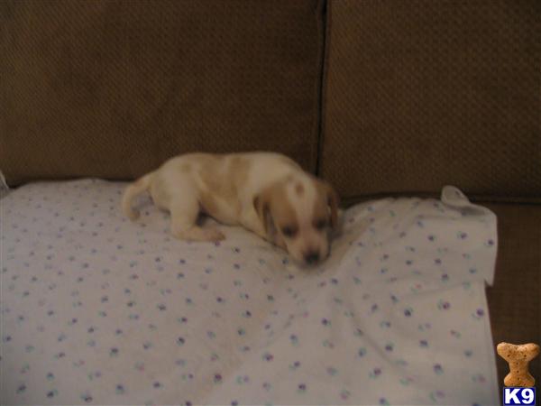 Puppies in ASHLAND
