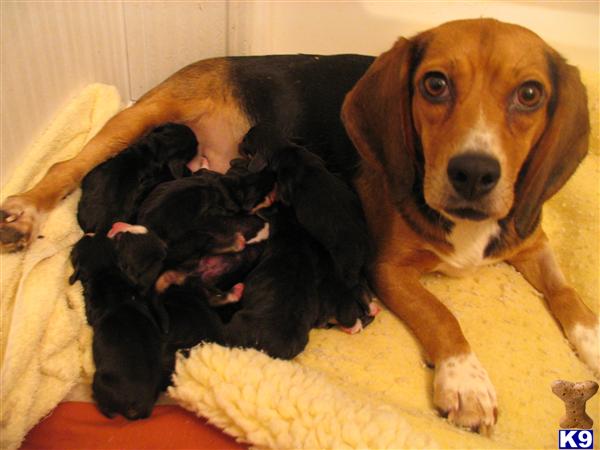 Puppies in ASHLAND
