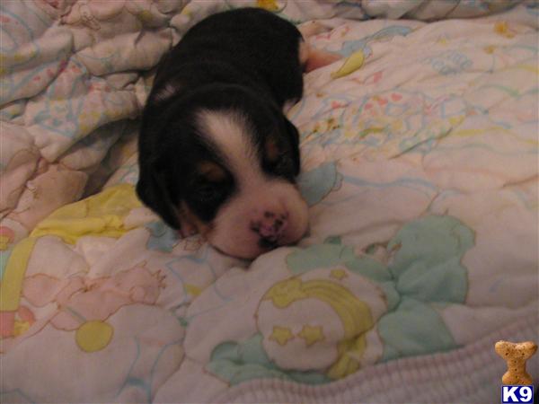 Puppies in ASHLAND