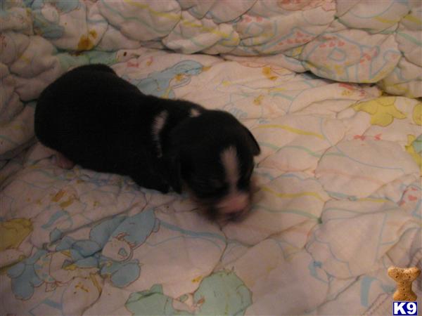 Puppies in ASHLAND