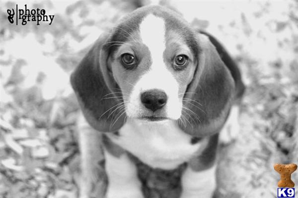 Puppies in ASHLAND