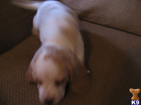 Puppies in ASHLAND