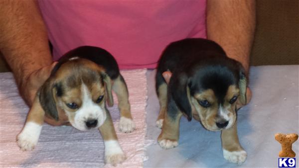beagle puppies for sale in alabama document moved beagle puppies for sale in alabama document moved
