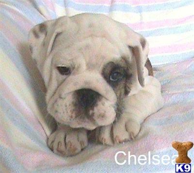English Bulldog Puppies in OH