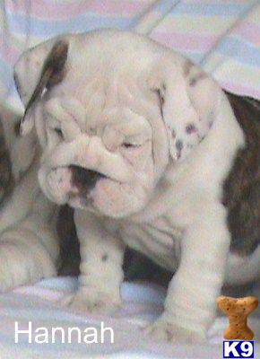 English Bulldog Puppies in OH