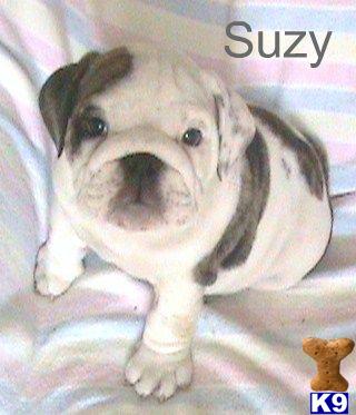 English Bulldog Puppies in OH