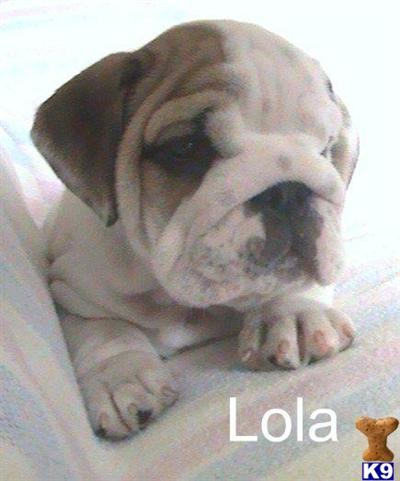 English Bulldog Puppies in OH
