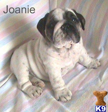 English Bulldog Puppies in OH