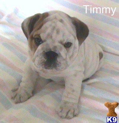 bulldog studt