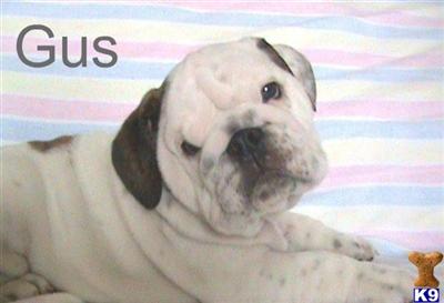English Bulldog Puppies in OH