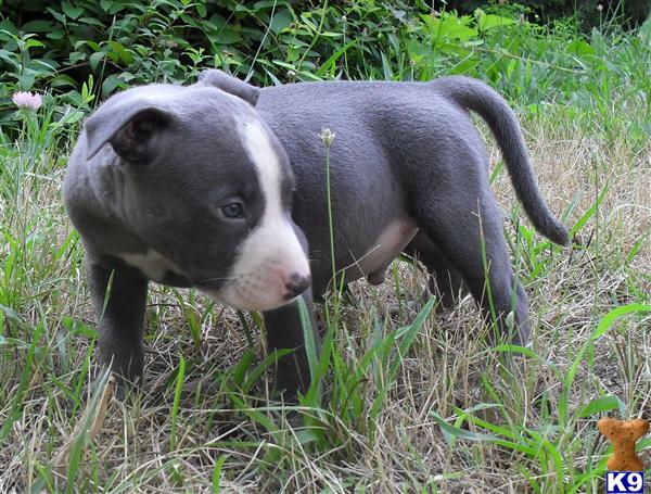 Puppies in Newark