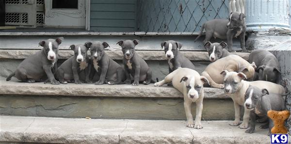 Puppies in Newark