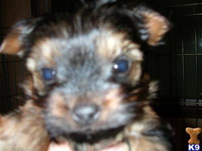 Puppies in Wenatchee
