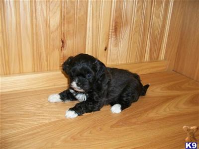 Puppies in IL