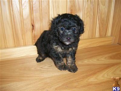 Puppies in IL