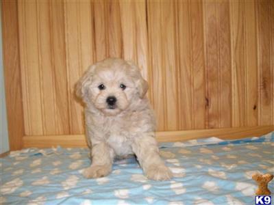 Puppies in IL