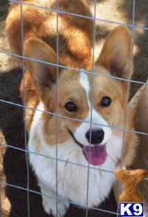 Dogs - Pembroke Welsh Corgi