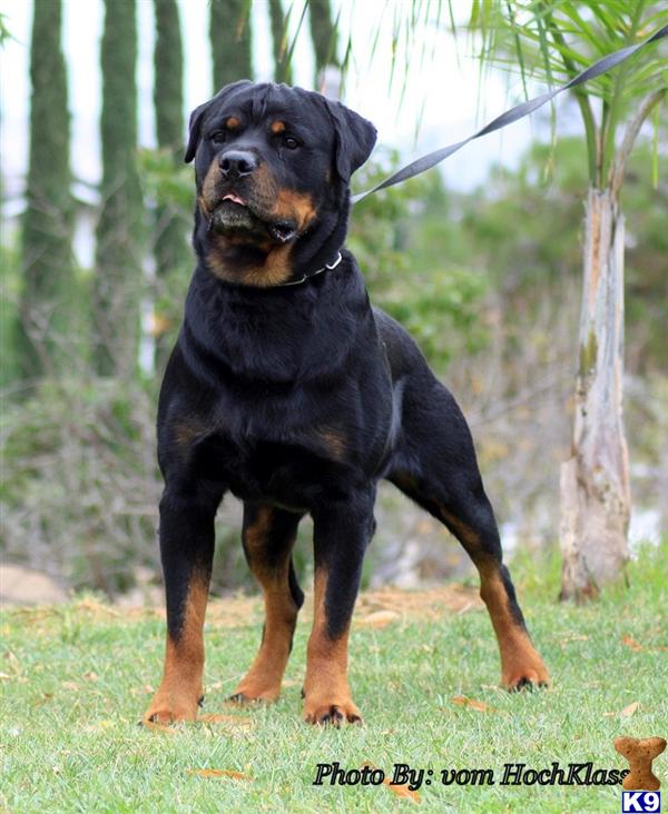 Stud Dogs - Rottweiler