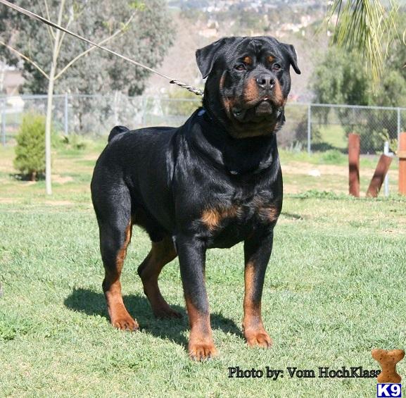 Stud Dogs - Rottweiler