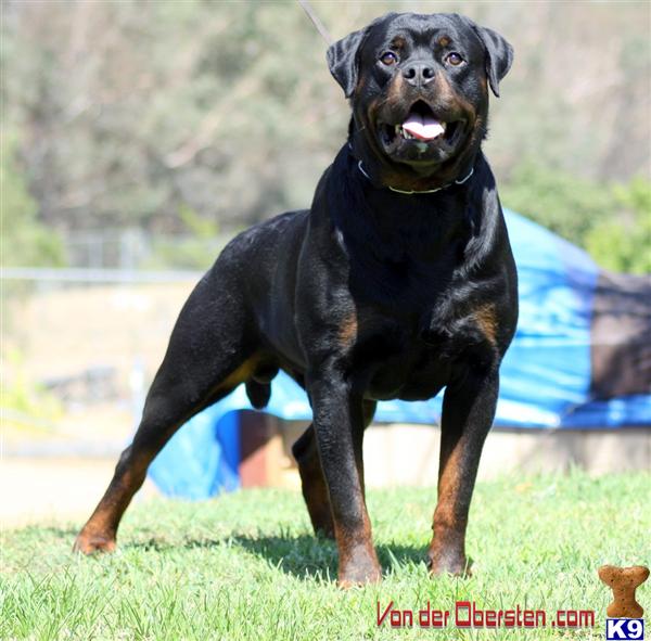 Stud Dogs - Rottweiler