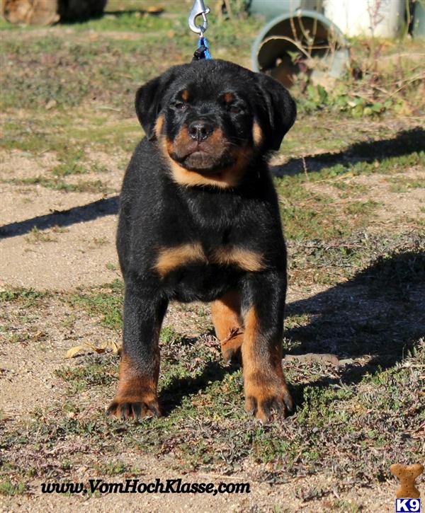 Puppies in Moreno valley