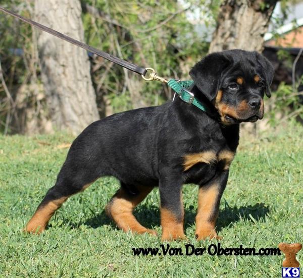Puppies in Moreno valley