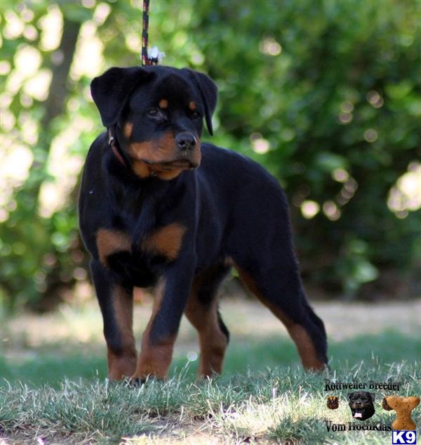 Puppies in Moreno valley