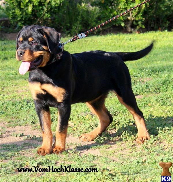 Puppies in Moreno valley