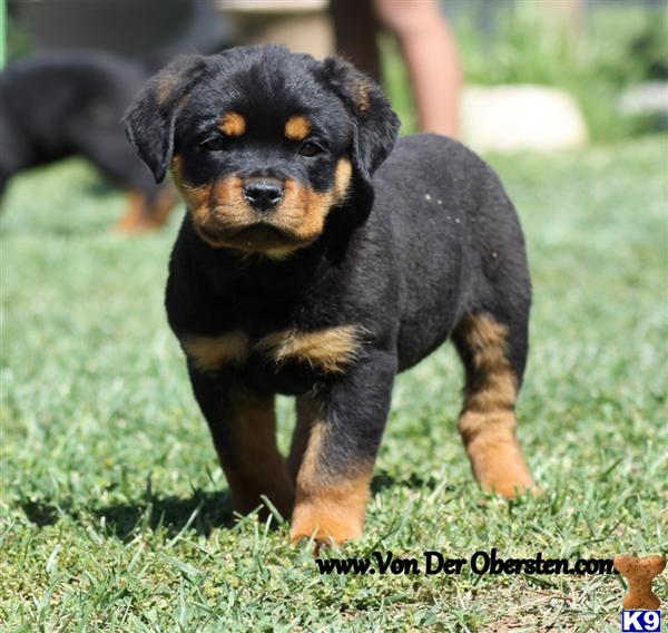 MORENO VALLEY, CA USA RottweilerPuppies for Sale