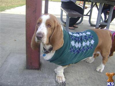 Stud Dogs - Basset Hound