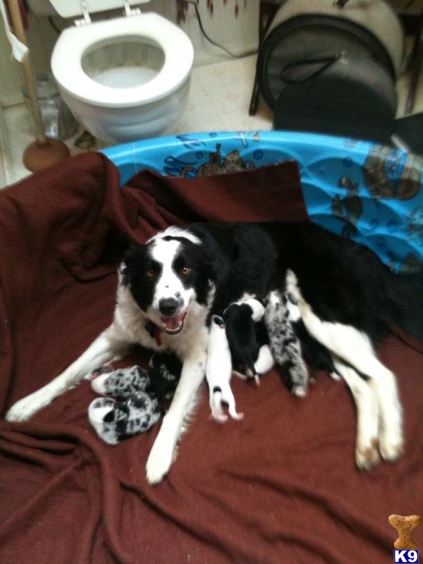 Border Collie Puppies