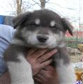 Alaskan Malamute